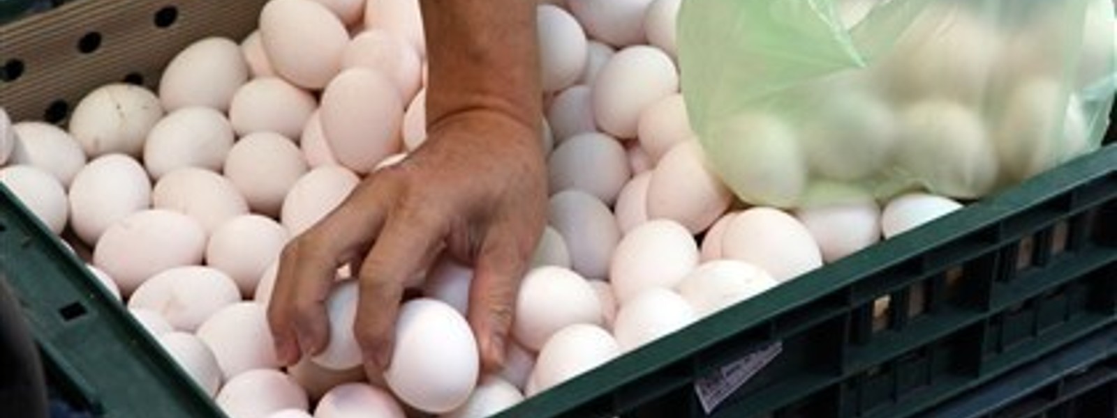 Egg Prices: Study on production cost